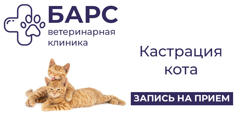 Кастрация кота в ветклинике и на дому - Ветеринарная клиника в Тольятти |  Ветклиника Барс