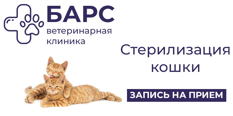 Стерилизация кошки в ветклинике и на дому - Ветеринарная клиника в Тольятти  | Ветклиника Барс