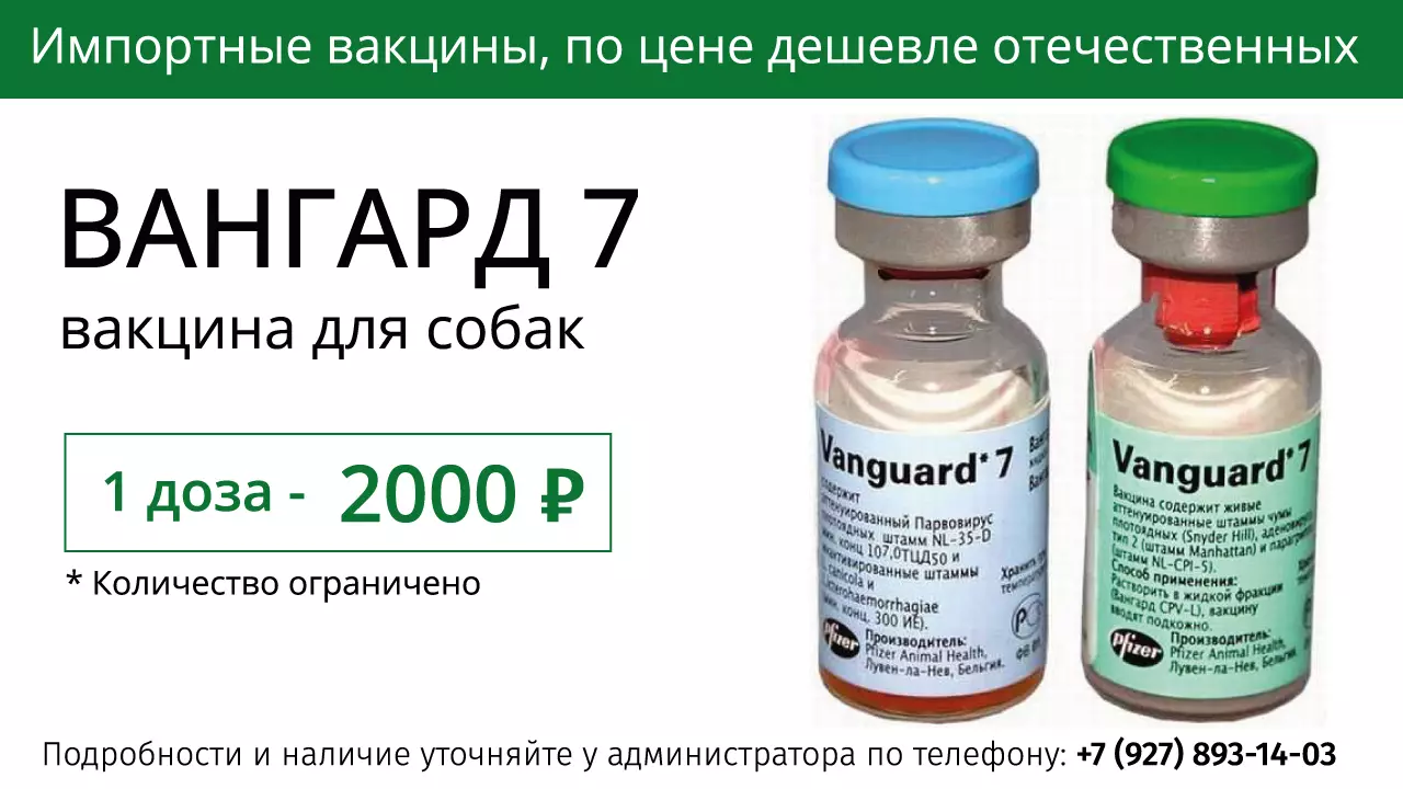 вангард7-2000_26-10-2026